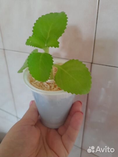 Комнатная мята