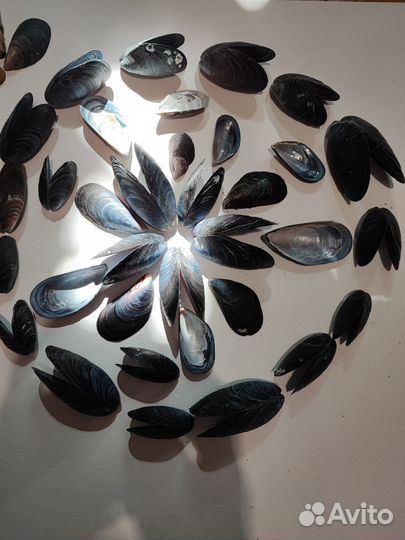 Раковины мидии