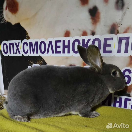 Рекс словацкий сероголубой