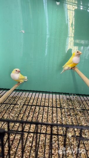 Амадины гульда