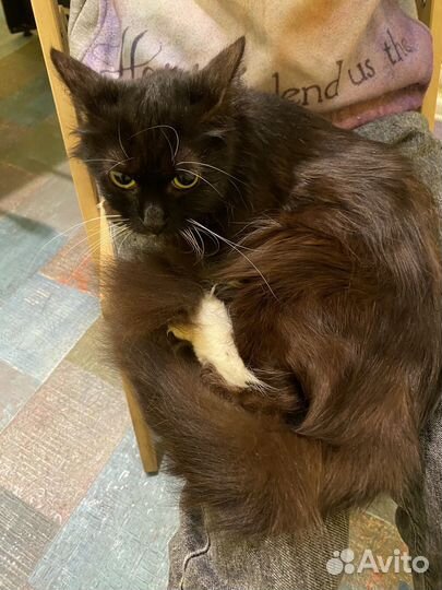 Отдам кота в добрые руки