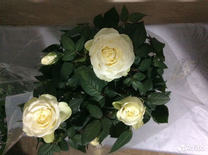 Розы в горшке