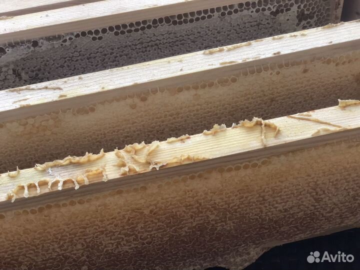 Мёд в сотах 2024