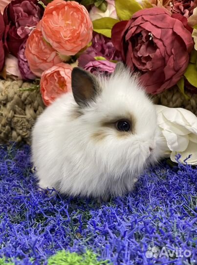 Мини кролики домашние