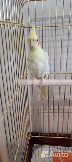 Попугай корелла с клеткой