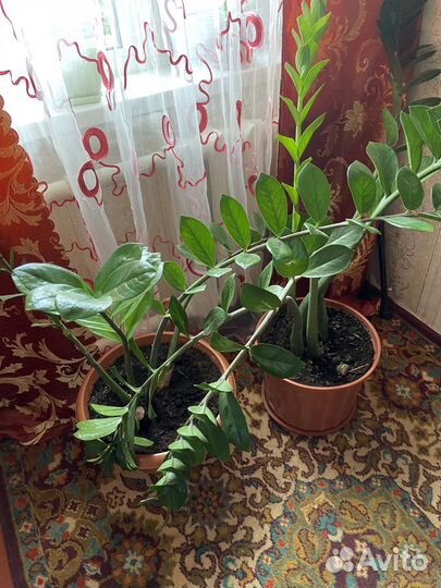 Комнатные цветы