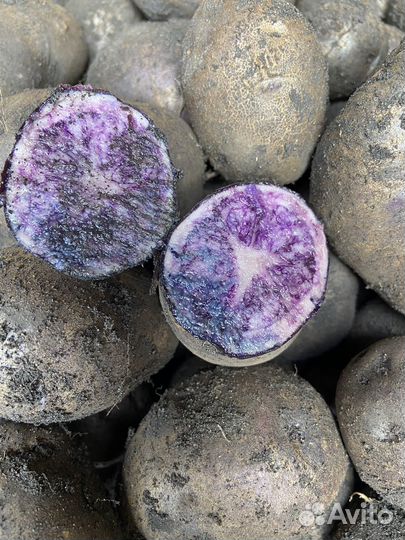 Картофель вителот (фиолетовый)