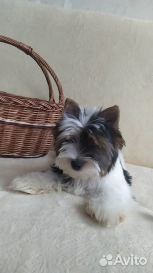 Щенки бивер Йорка