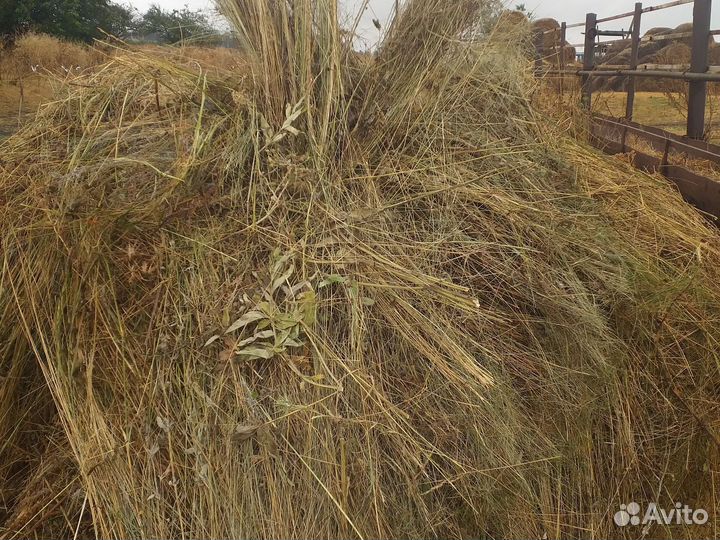 Корма для животных