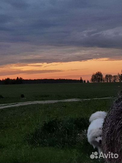 Самоед вязка