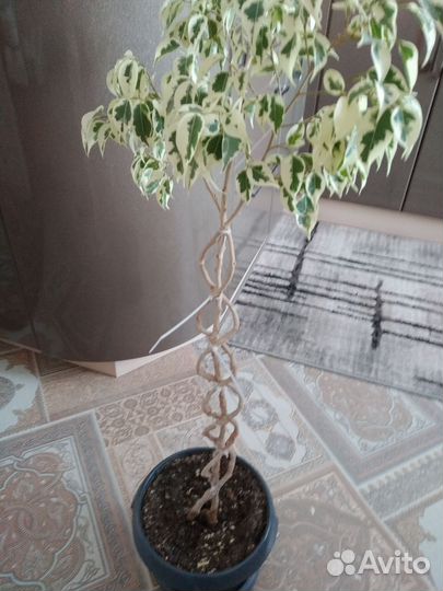 Фикус бенджамина плетеный