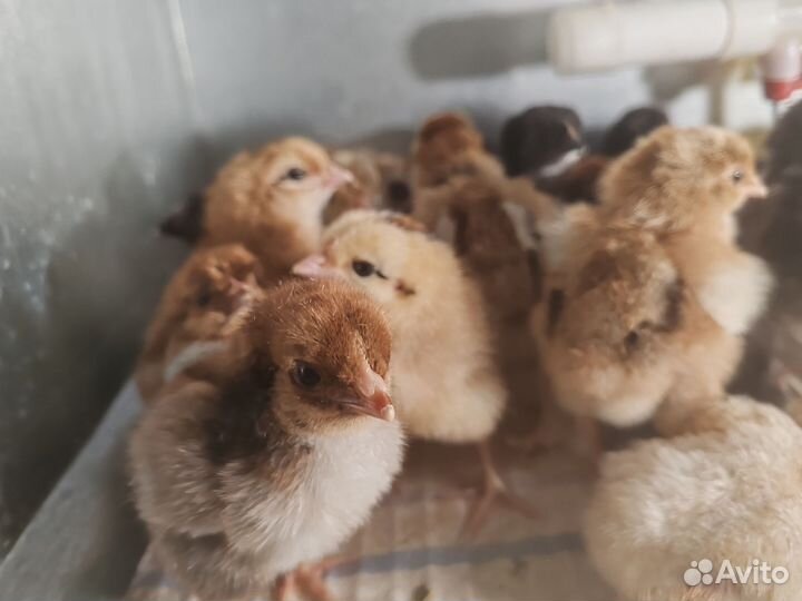 Цыплята кур-несушек мясояичных