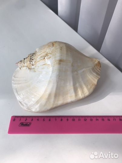 Большая морская раковина ракушка