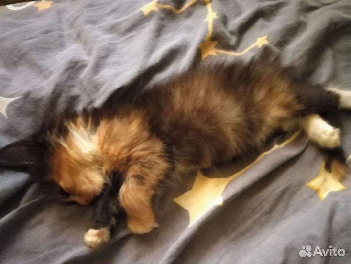 Котенок девочка в добрые руки