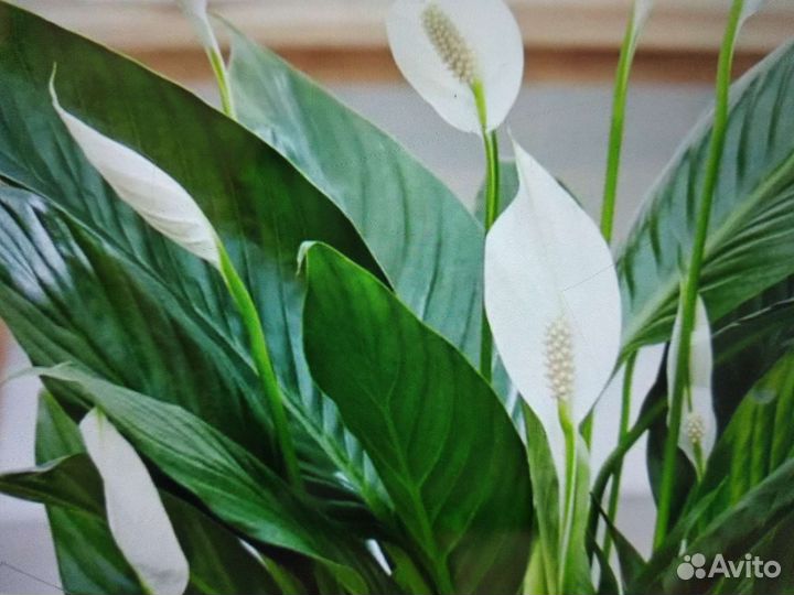 Отросток спатифиллума