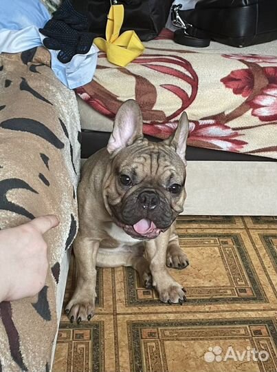 Французский бульдог вязка