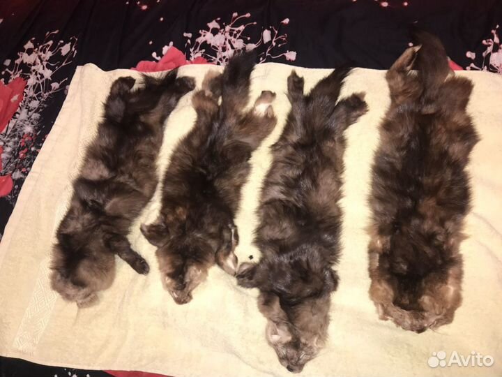 Шкурка соболя