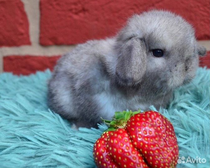 Кролики Карликовые Вислоухие Самые Красивые