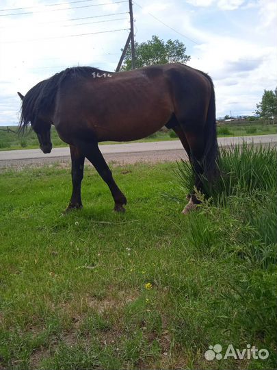 Продам жеребца