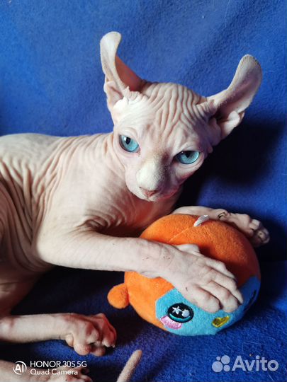 Канадский сфинкс Эльф мальчик