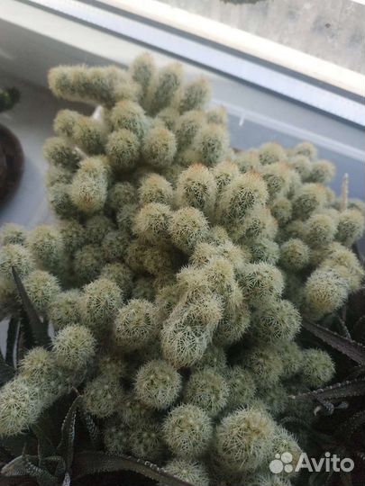 Кактус отростки отдам