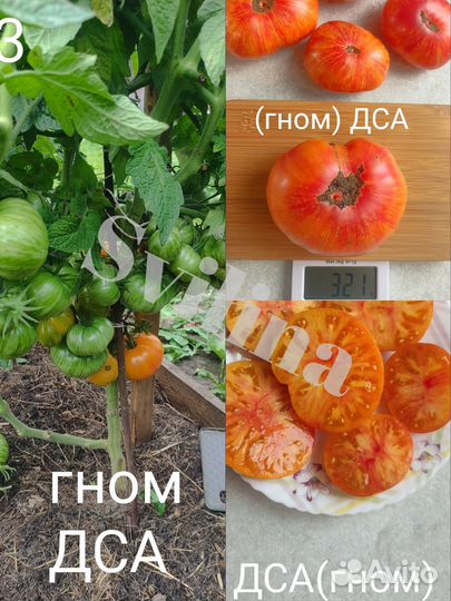 Семена томатов