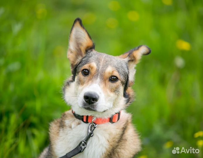 Собака/девочка. Джуля