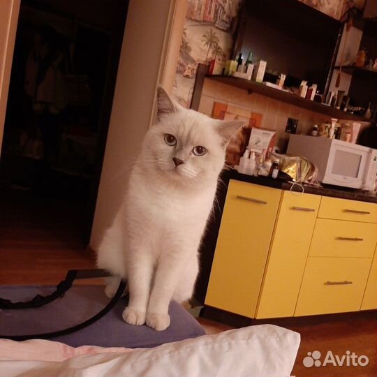 Шотландский кот вязка