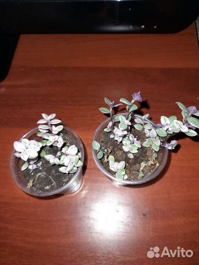 Комнатные растения