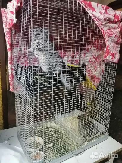 Шиншиллы с клеткой