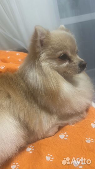 Отдам в хорошие руки собаку