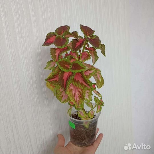 Колеус 