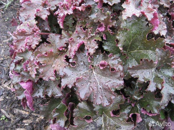 Растения для сада с зкс