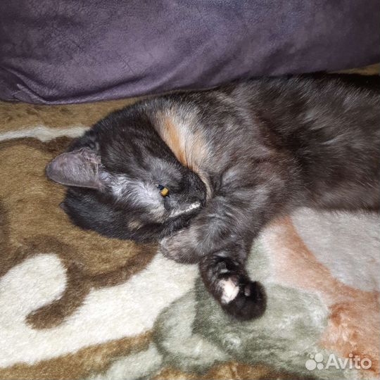 Кошечка стерилизованная