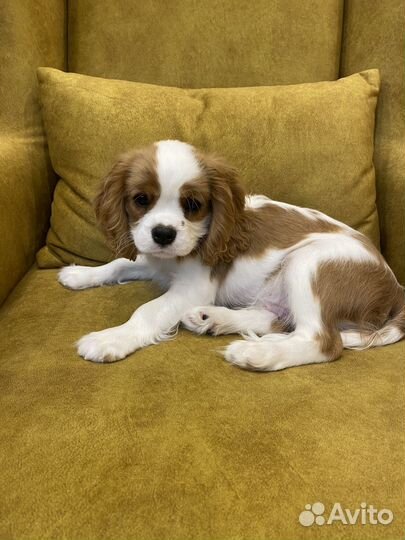 Щенки кавалер кинг чарльз спаниель