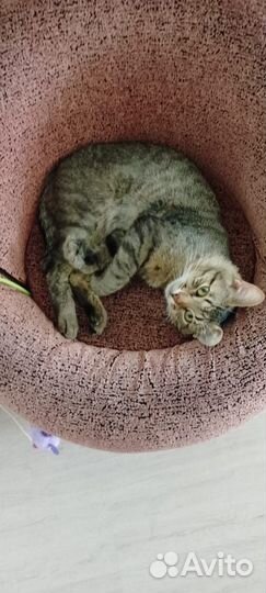 Кот в добрые руки