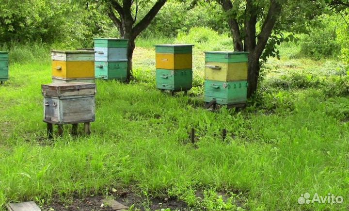 2024 Мед натуральный алтайский опт