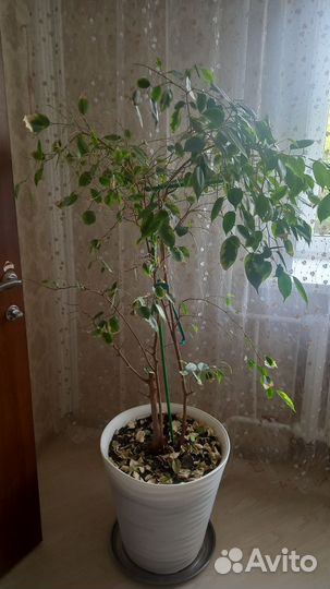 Фикус бенджамина большой