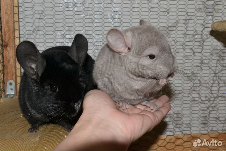 Шиншилла мальчик 6 мес (средняя пастель)