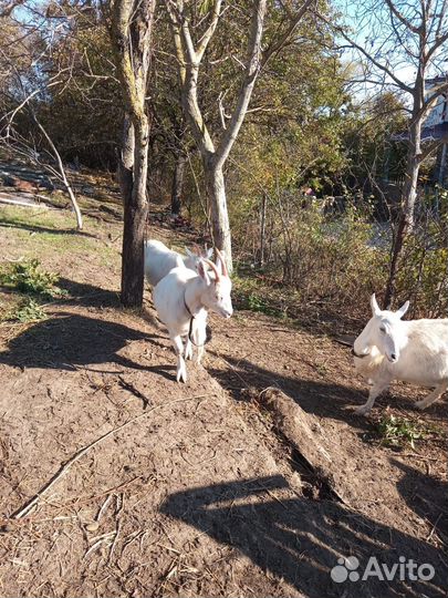 Продаются козы