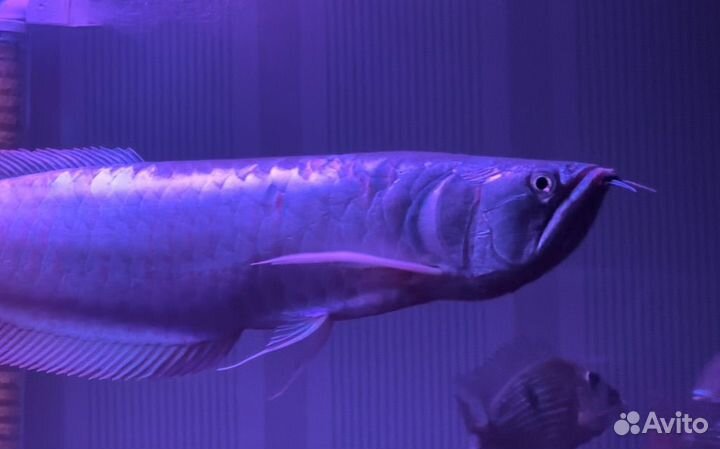 Аквариумная рыба