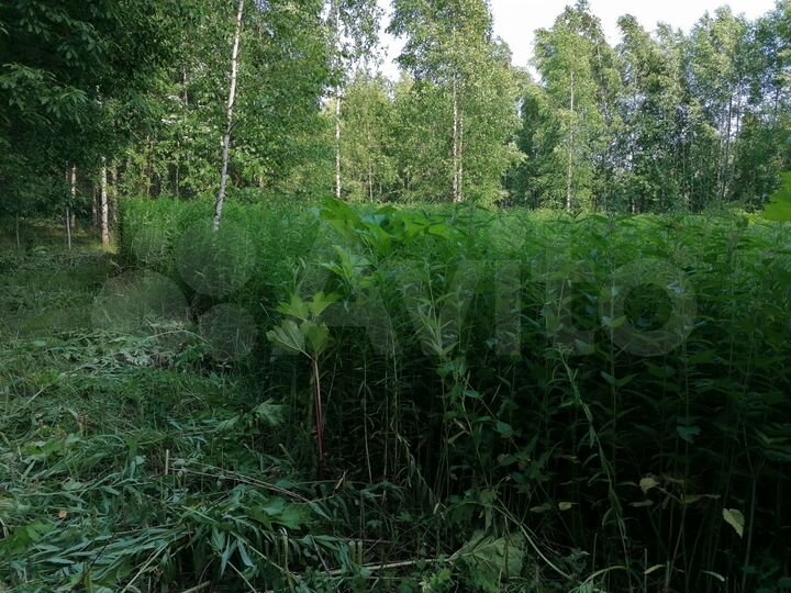 Участок 15 сот. (СНТ, ДНП)