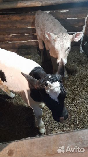 Тёлочка и бычок