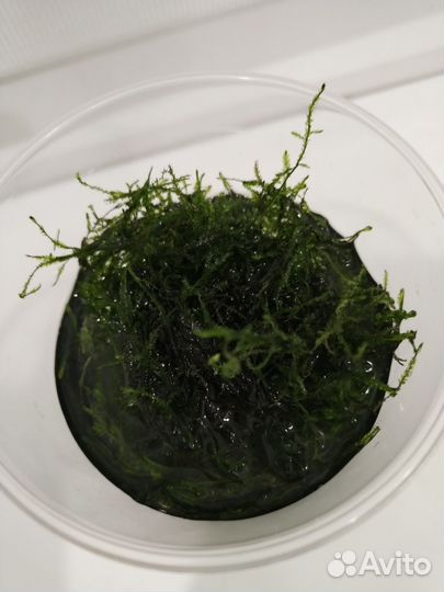 Яванский мох