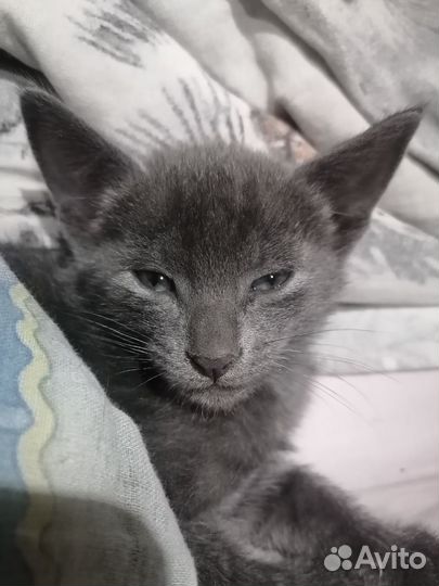 Котенок