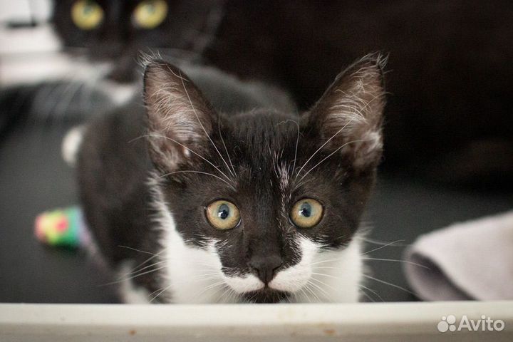 Котенок-девочка Тинь ищет дом