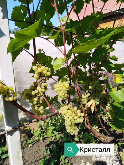 Купить саженцы винограда