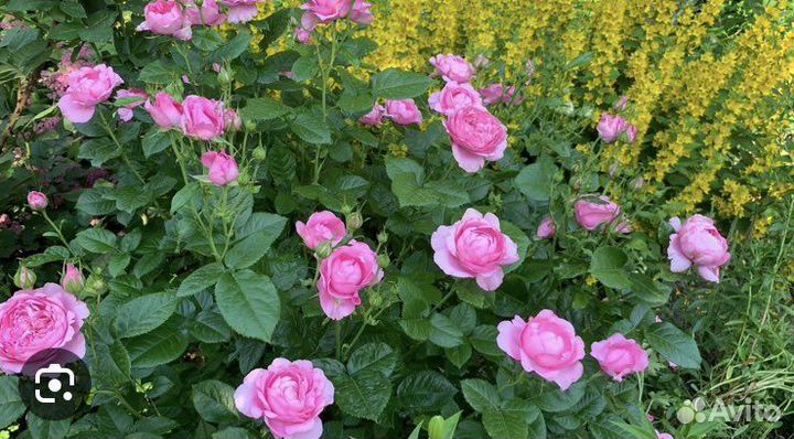 Роза Шанталь Мерье