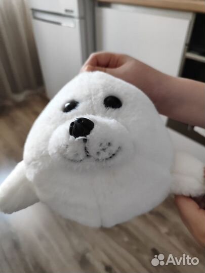 Морской котик Морис