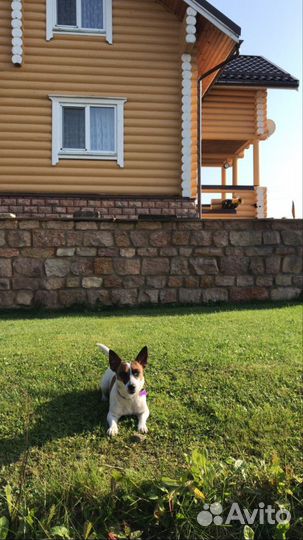 Догситтер передержка собак прогулки с собаками